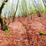 Descente en sous bois