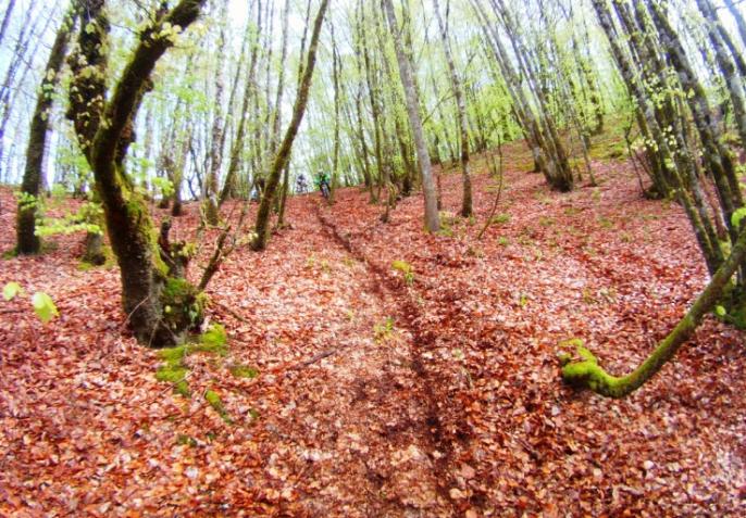 Descente en sous bois