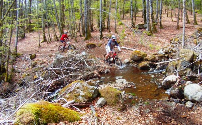 Forêt de Gravière