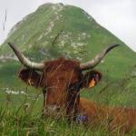Les Vaches du Puy Mary