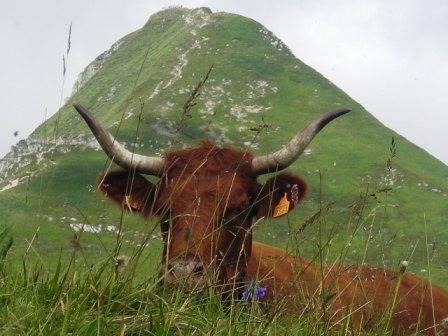 Les Vaches du Puy Mary